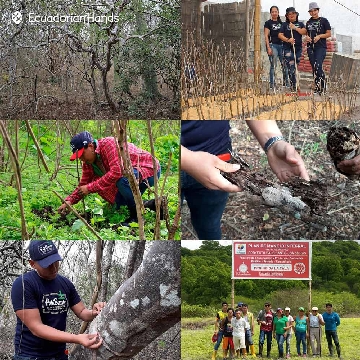 palosanto reforestation